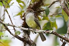 Galapagos Flycatcher